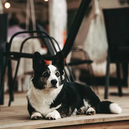 Ranna Surfikuela Luksuzni šator *