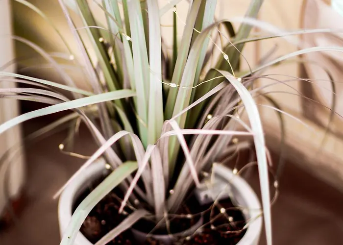 Luksuzni šator Ranna Surfikuela Suureranna