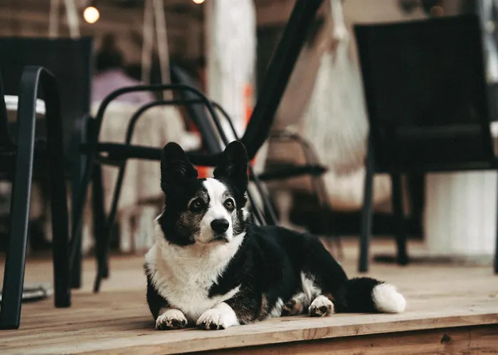 Ranna Surfikuela Luksuzni šator *